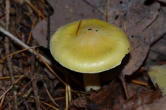 Hygrophorus lucorum