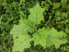 Solanum stramoniifolium