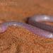 Zarudny's Worm Lizard - Photo (c) Gert Jan Verspui, some rights reserved (CC BY-NC), uploaded by Gert Jan Verspui