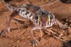Teratoscincus keyserlingii