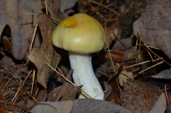 Hygrophorus lucorum