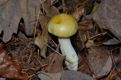 Hygrophorus lucorum