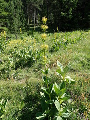 Gentiana lutea lutea