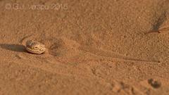 Phrynocephalus arabicus