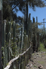 Lophocereus marginatus