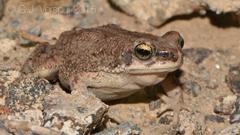 Duttaphrynus dhufarensis
