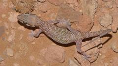 Hemidactylus persicus