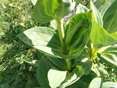 Gentiana lutea lutea