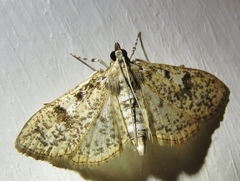 Palpita freemanalis