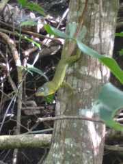 Anolis richardii