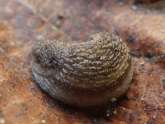 Gastropoda
