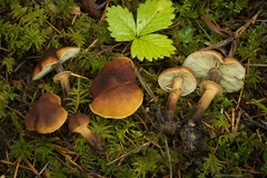 Cystoderma carcharias fallax