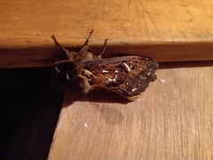 Callipielus digitata