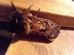 Callipielus digitata