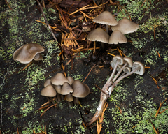 Mycena alcaliniformis