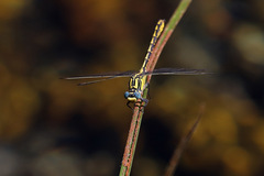Gomphus