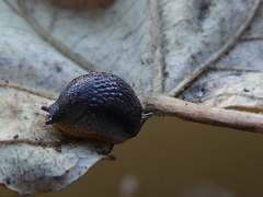 Gastropoda