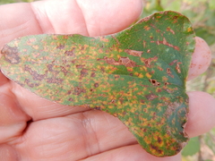 Puccinia smilacis