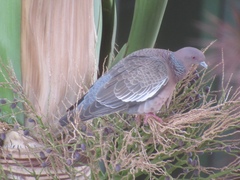 Patagioenas picazuro