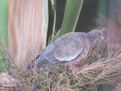 Patagioenas picazuro