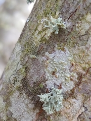 Ramalina culbersoniorum