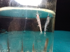 Nematoscelis megalops