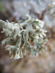Ramalina culbersoniorum
