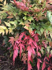 Nandina domestica