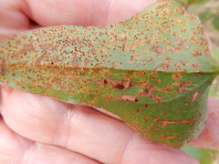 Puccinia smilacis