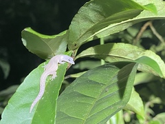 Sphaerodactylus molei