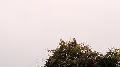 Pitangus sulphuratus