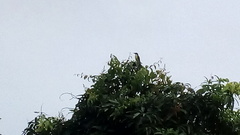 Pitangus sulphuratus