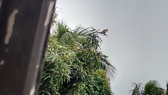 Pitangus sulphuratus