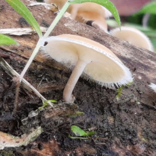 Lentinus flexipes