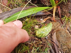 Physemacris variolosa