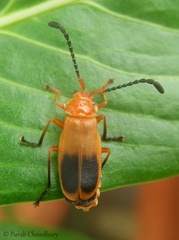 Cordylocera livida