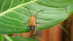 Cordylocera livida