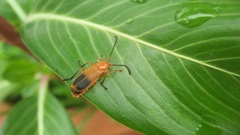 Cordylocera livida