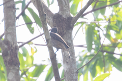 Cotinga
