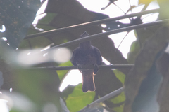 Cotinga