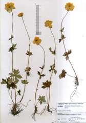 Trollius sibiricus