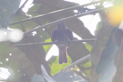Cotinga
