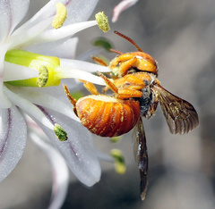 Icteranthidium ferrugineum