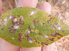 Pachypsylla celtidisvesicula