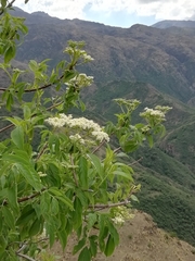 Sambucus peruviana