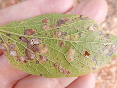 Pachypsylla celtidisvesicula