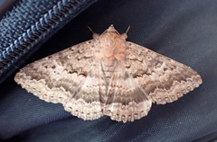 Eudesmeola lawsoni