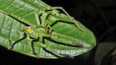 Macrinus pollexensis