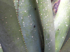 Peltophorus polymitus