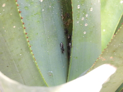 Peltophorus polymitus